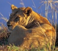 Lioness Lioness